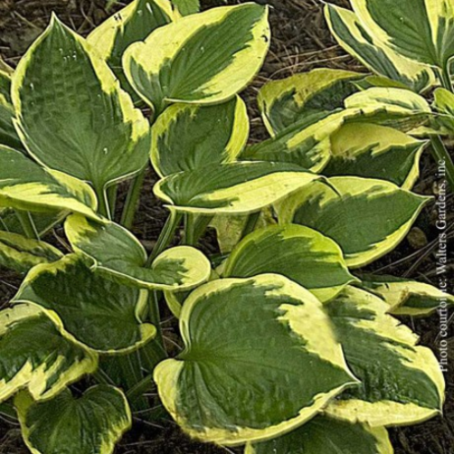 Hosta 'Twilight'