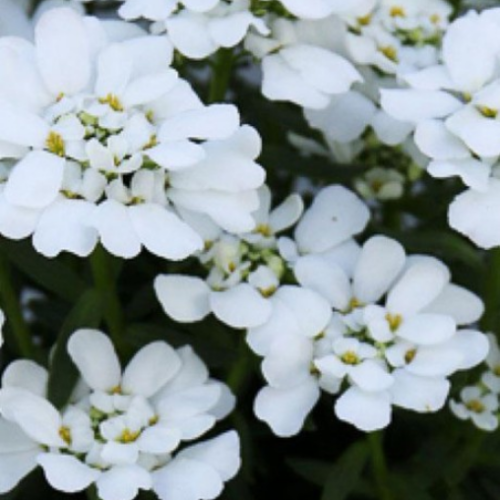 Iberis sempervirens 'Snowflake' - 1g