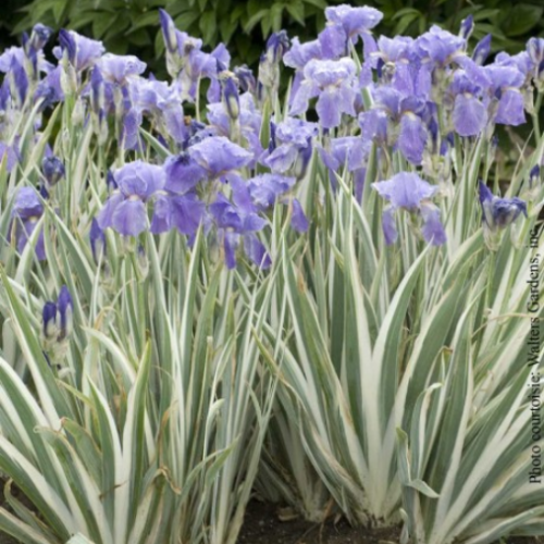 Iris pallida 'Argentea Variegata' - 1g