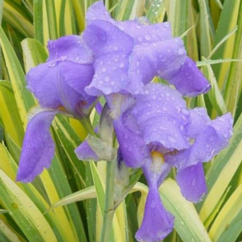 Iris pallida 'Aurea Variegata' - 1g