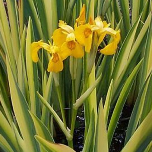 Iris pseudoacorus 'Variegata' - 2g