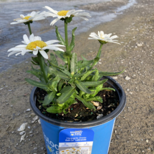 Leucanthemum 'Ooh La LaGrande' - 1.5g
