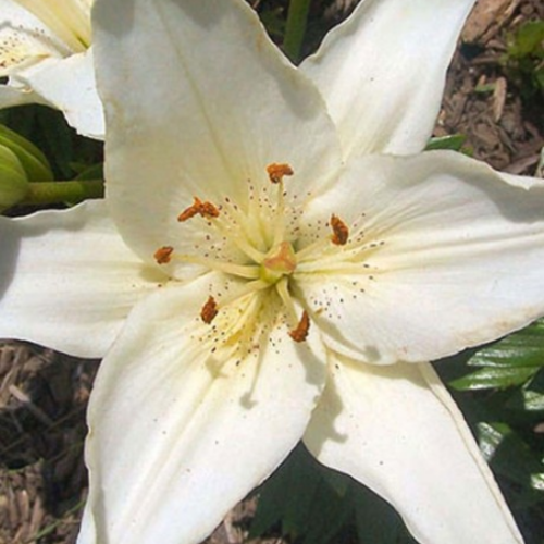 Lilium 'New Wave' - 2g