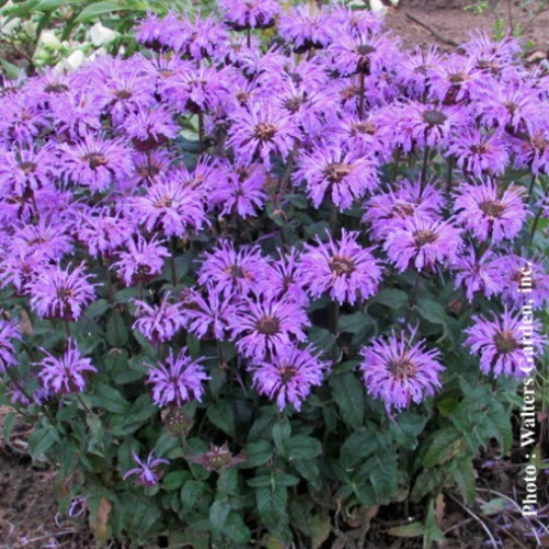 Monarda 'Blue Moon' - 1g