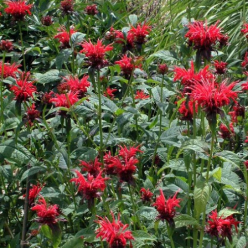Monarda 'Jacob Cline'