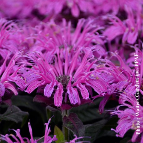 Monarda 'Leading Lady Plum'