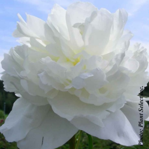 Paeonia 'Duchesse de Nemours' - 2g