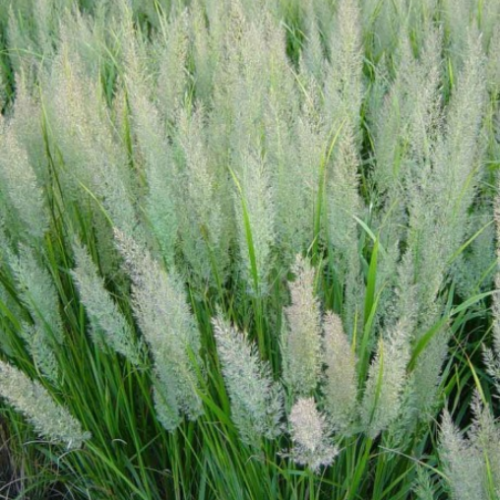Calamagrostis Brachytricha