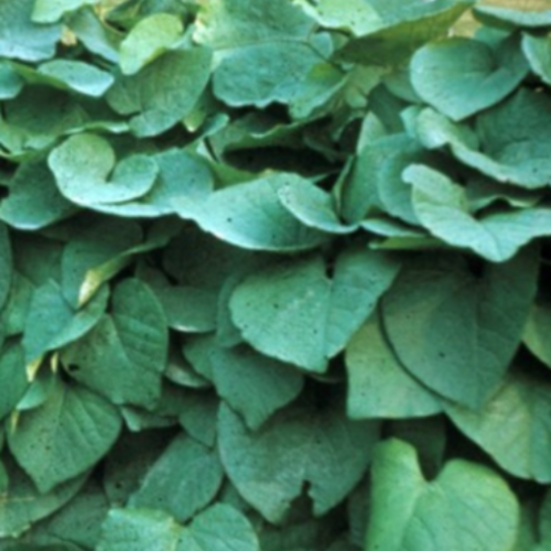 Aristoloche - 1g