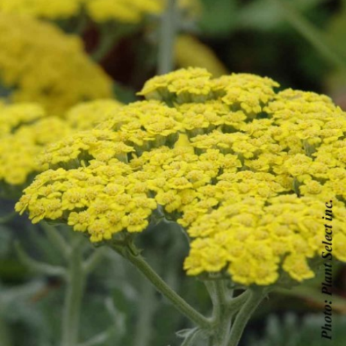 Achillea x 'Moonshine'