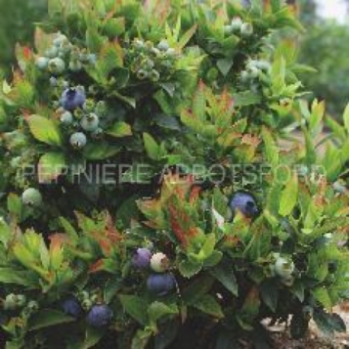 Bleuet 'Jelly Bean' - 1.5g