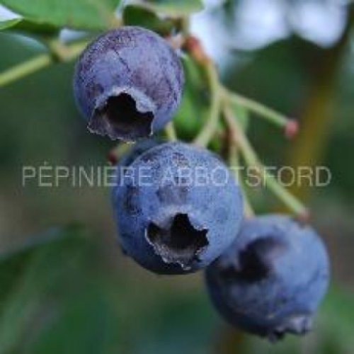 Bleuet 'Bluecrop' BIO - 2g