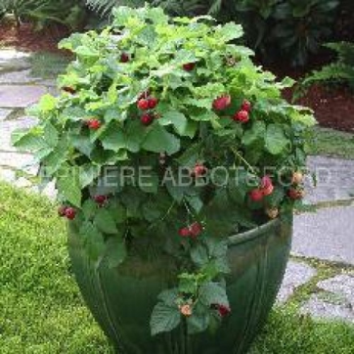 Framboisier Raspberry ShortCake - 1.5g