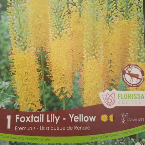 Bulbe de Eremurus 'Yellow Tops'