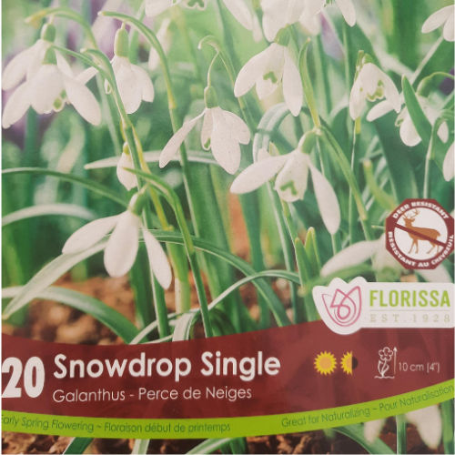 Bulbes de Galanthus 'Snowdrop'