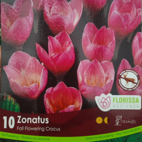 Bulbes de Crocus ' FF Zonatus Top'