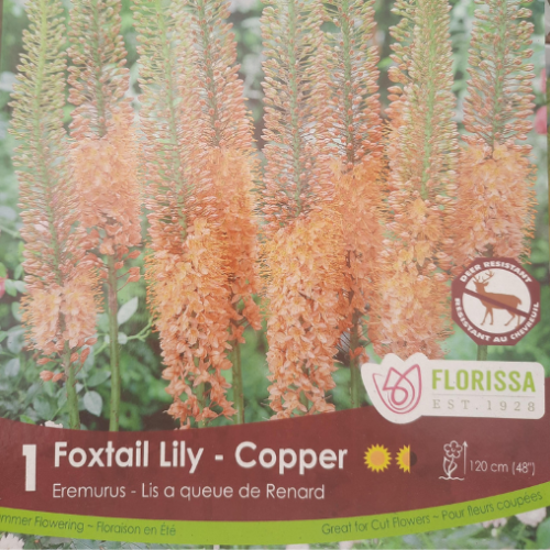 Bulbe Eremus 'Copper Tops'