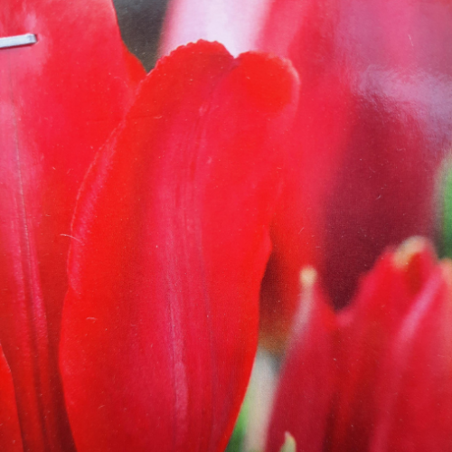 Bulbe de Tulipe Couleur 'Cardinal' - à l'unité