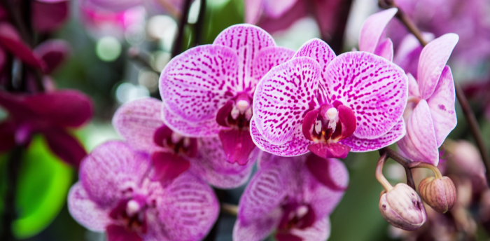 Faire refleurir une orchidée en 5 étapes faciles !