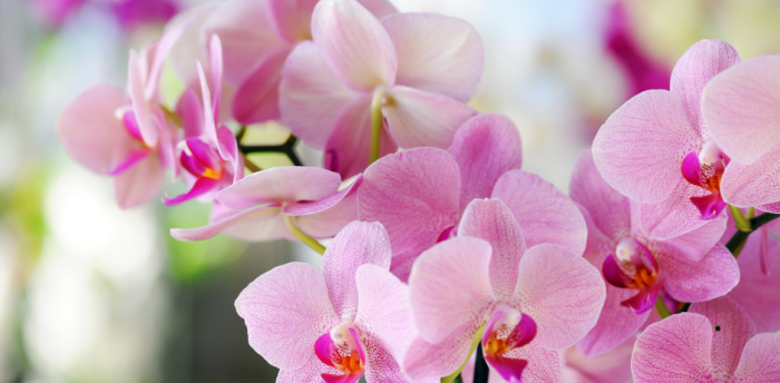 Comment prendre prendre soin de votre orchidée phalaenopsis ?