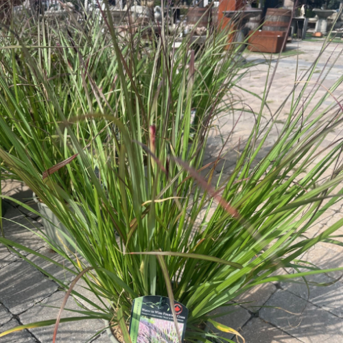 Pennisetum alopecuroides 'Water to Wine' - 2g