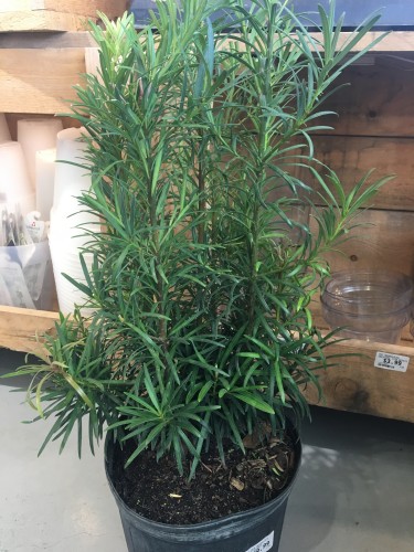Podocarpus macrophyllus - Pin des Bouddhistes