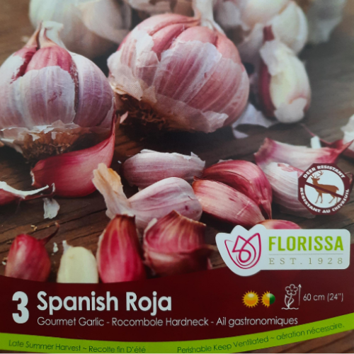 Bulbes d'ail 'Spanish Roja'