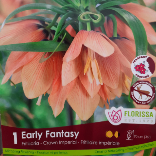 Bulbe de Fritillaria 'Early Fantas Tops'