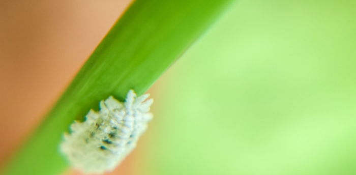 Prévenir la prolifération d’insectes nuisibles dans vos plantes