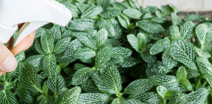 Le savon noir, un insecticide naturel