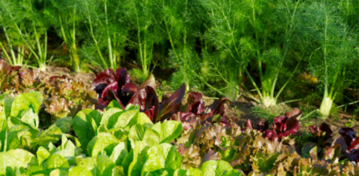 Planifier son potager de A à Z