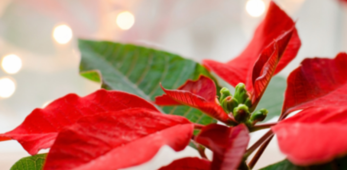 Conserver son poinsettia après les Fêtes