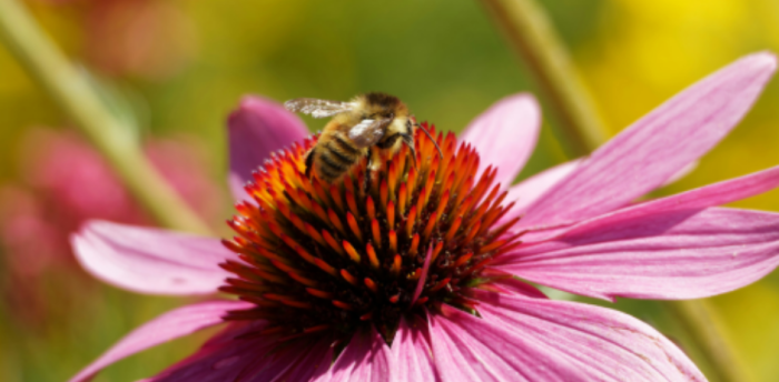 Un jardin de plantes indigènes