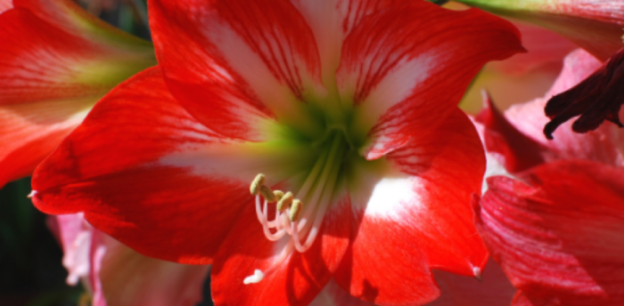 L'amaryllis : le cultiver étape par étape