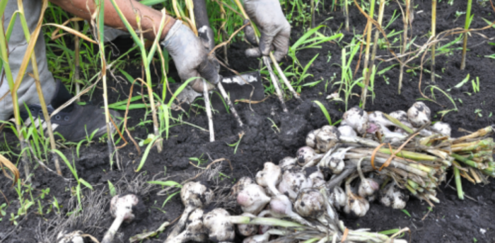 Planter l'ail d'automne, quoi faire ou ne pas faire ?