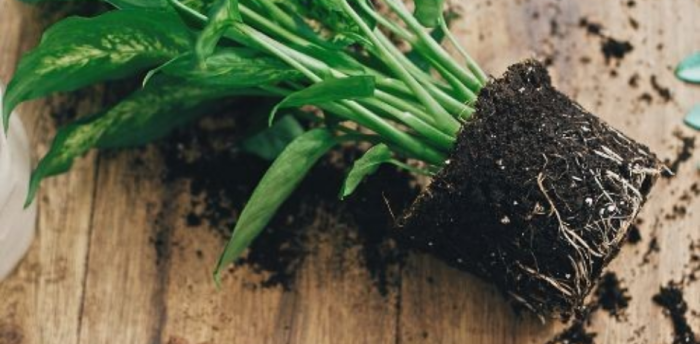 Rempotage de votre plante d'intérieur