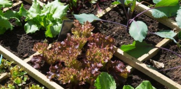 Le potager en carré