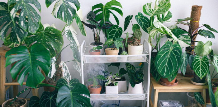 Entretien de vos plantes d'intérieur