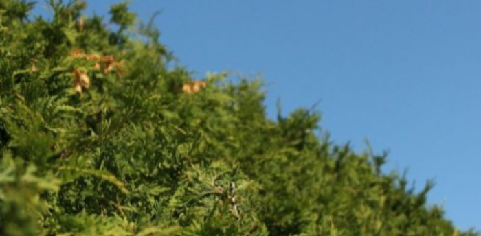 Étapes de plantation d'une haie de cèdres