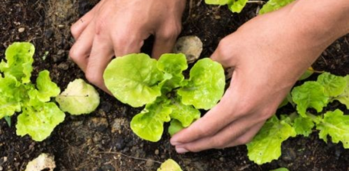 Mon Premier potager, par où commencer ?