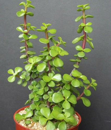 Portulacaria arfa - Pourpier des arbres