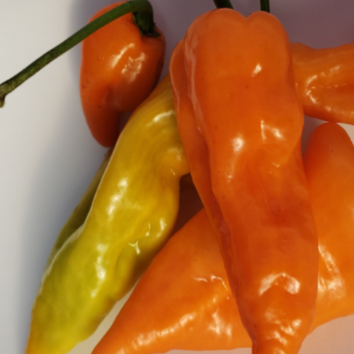 Poivron doux 'Habanada' - BIO - Semences