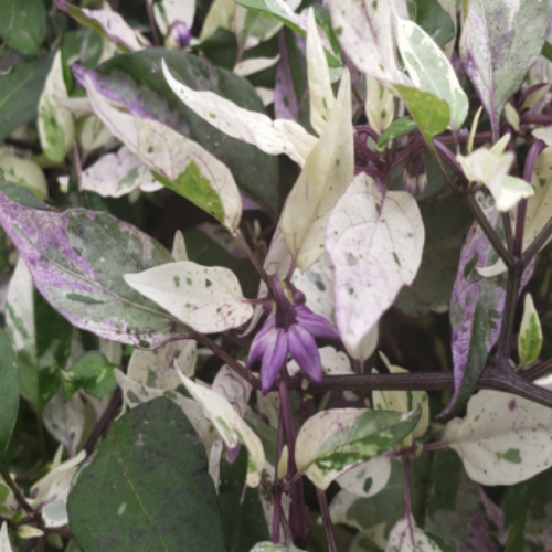 Piment fort 'Jigsaw'  - BIO - Semences