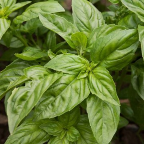 Basilic 'Genovese' - BIO - Semences