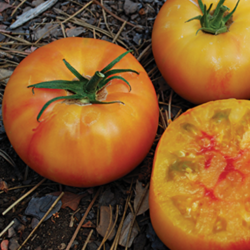 Tomate jaune 'Wherokowhai' - BIO - Semences
