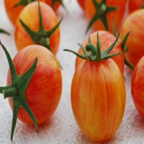 Tomate cerise  'Tropical Sunset' - BIO - Semences