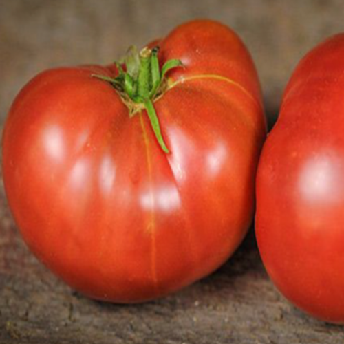 Tomate pourpre 'Carbon' - BIO - Semences