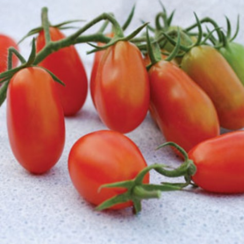 Tomate cerise "Baby Roma" - BIO - Semences