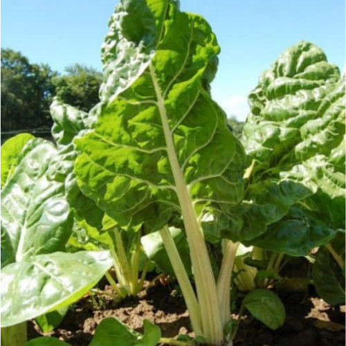 Bette à carde 'Fordhook Giant' -Semences BIO