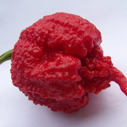 Piment Fort "Carolina Reaper " rouge - BIO - Semences